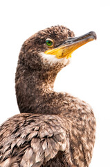 European shag (Phalacrocorax aristotelis desmarestii), a beautiful bird sitting on a stone near the sea in the evening, Istria, Croatia