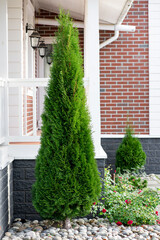thuja smaragd in landscape design