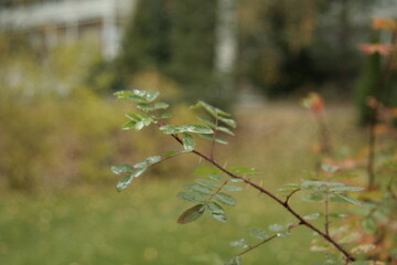 branch