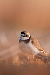 Little ringed plover (Charadrius dubius), with beautiful orange background. Colorful shore bird with brown feather in the lake. Wildlife scene from nature, Czech Republic
