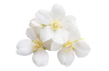 Fototapeta na wymiar jasmine flowers isolated