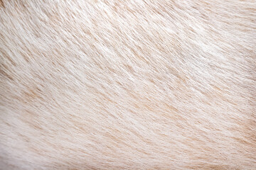 Light brown animal texture or dog fur patterns skin background