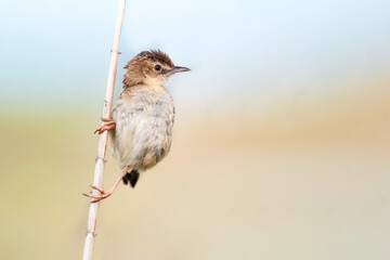 Zitting cisticola or streaked fantail warbler (Cisticola juncidis), a beautiful songbird singing and sitting on a reed in the early morning, Istria, Croatia