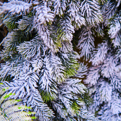 Texture pine branches in the snow. Snow covered branches of a Christmas tree, background, copy space.