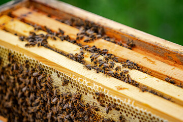 Hive over honeycomb. Working bees over special frame for collecting honey. Closeup. Useful insects.