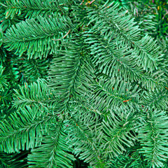 Background of green branches of a natural Christmas tree. Tinsel decorations for new year and christmas, copy space