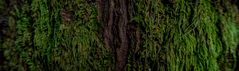 texture of tree bark covered with moss
