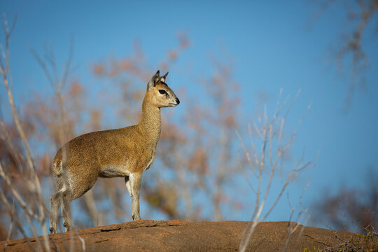 A side profile of a Klipspringer, Oreotragus oreotragus, against blue sky background.