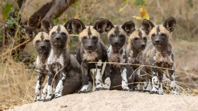 A pack of wild dog puppies, Lycaon pictus, sit together on a termite mound, direct gaze 