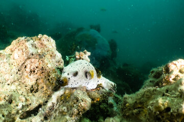 Seal faced puffer fish © Tom Goaz
