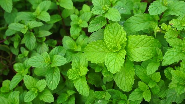 Stock video  Growing fresh mint in the sun. Home growing herbs and spices