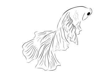 Simple Outline Vector Betta or siamese fighting fish, Giant Half Moon, on White background
