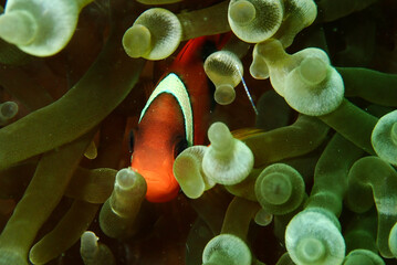 Small anemone fish