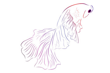 Simple Outline Vector Betta or siamese fighting fish, Giant Half Moon, on White background
 - obrazy, fototapety, plakaty