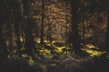 Obraz premium Gougane Barra National Forest Park. Green forest.. At the source of the river Lee. Ireland