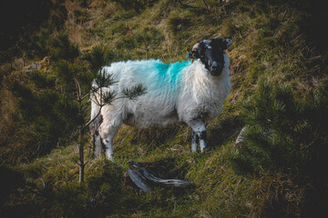 Sheep on a slope in the mountains. Gougane Barra National Forest Park. At the source of the river Lee. Ireland.