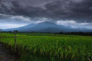 the panoramic beauty of rice fields in the morning with yellowing rice and a dark cloudy sky on the horizon