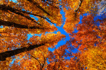 Arbre orange avec ciel bleu, à l'automne