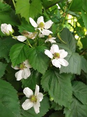 blackberry bloom, white flowers on a branch close up, in the garden