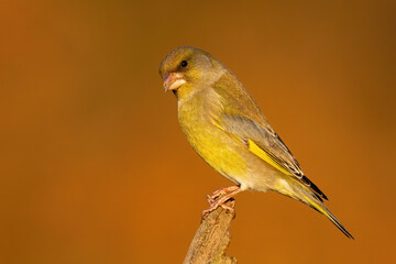 European greenfinch, chloris chloris, male sitting on wood in autumn nature. Yellow bird looking on tree with orange background. Little color animal watching on trunk in fall.