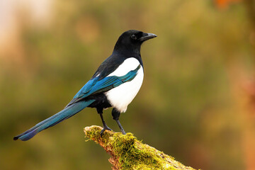 Eurasian magpie, pica pica, sitting on moss branch in summer nature. Dark bird with turquoise wings and tail looking in green bough. Feathered animal watching on twig.