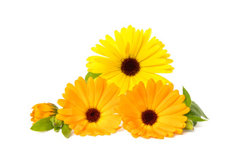 Pot Marigold or Calendula officinalis flowers, buds and leaves isolated on white background