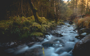 Gougane Barra National Forest Park. Green forest. River in the forest. At the source of the river Lee. Ireland.