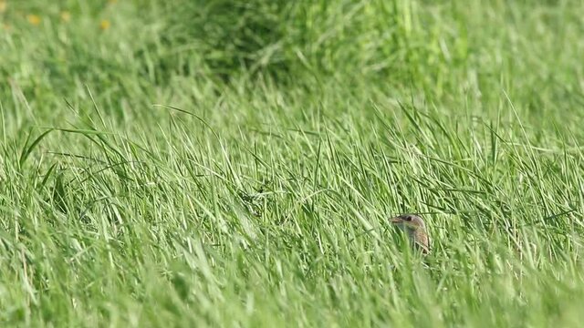 European bird Corn crake, Crex crex singing in the middle of tall grass and hiding after it in Estonian countryside. 