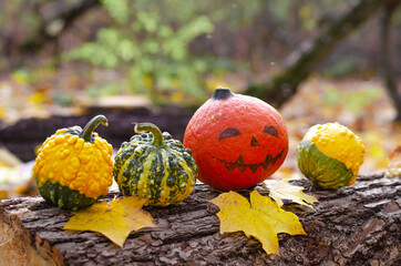 Decorated mini pumpkins with a painted face and a witch's hat on a fallen tree log in the autumn forest. Fallen yellow leaves, a fun Halloween celebration.