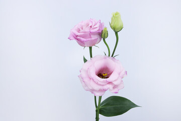 lisianthus isolated in white background