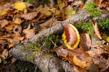 Seelbach, Wald und Herbststimmung am hinteren Tretenbach.