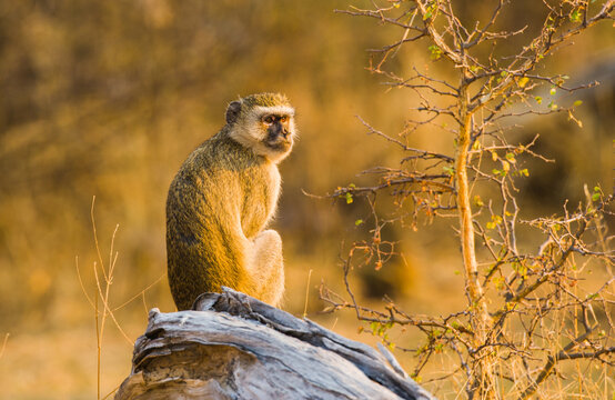 Vervet monkey (Chlorocebus pygerythrus) sitting on a tree stump in early morning light