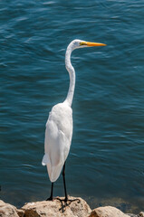 Great Egret (Egretta alba) in Malibu Lagoon, California, USA