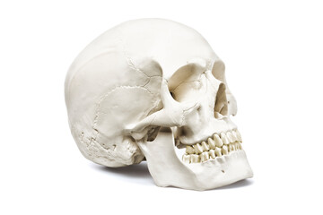 Human skull, side view, isolated on white background