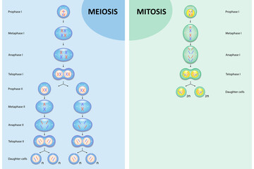 Diagram comparison of Meiosis and Mitosis, Process cell division