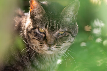 可愛い野良猫　キジトラ猫