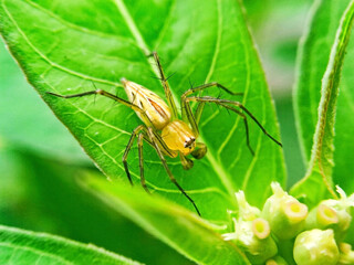 A little yellow spider  standing on a green leaf  on a natural background.