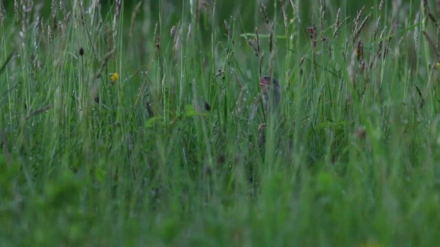 European bird Corn crake, Crex crex singing in the middle of tall grass during an evening in Estonian countryside. 