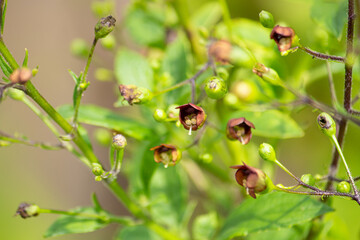 ゲンジン（玄参）の花、根が生薬原料、英名：Scrophularia root、学名：SCROPHULARIAE RADIX、漢方薬になる（東京、日本、秋）