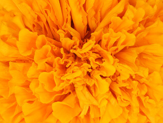 close up of merigold flower