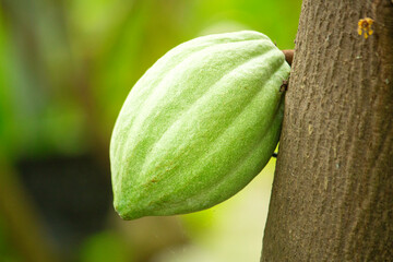 まだ熟していない青い（緑の）カカオの実