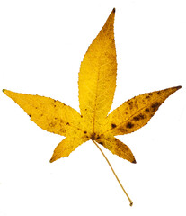 Macro close up of autumn leaves. Red yellow and green leaf as an autumn symbol isolated white background. Leave texture. Structure of leaf natural background. Macro texture. Macro on Autumn Foliage