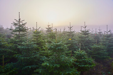 weihnachts baum ernte