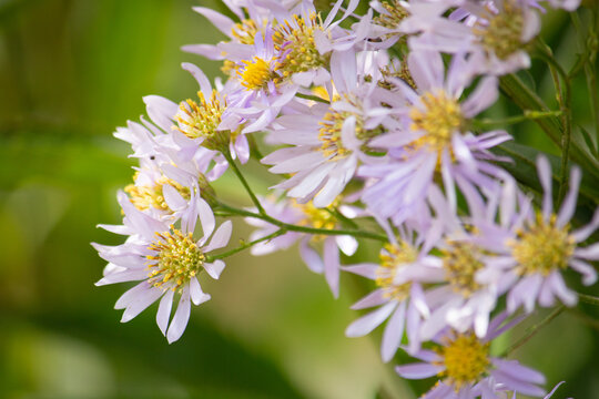 シオン（紫苑、学名: Aster tataricus）。秋に咲く。漢方の原料にもなり利尿作用がある。