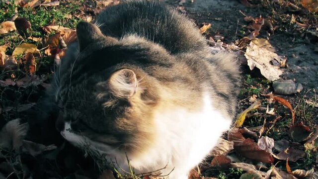 City cat at sunset on a clear day.