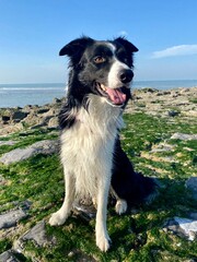 Border Collie assis sur la plage 