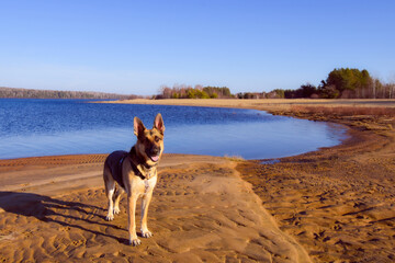 Fototapeta na wymiar Beautiful dog on the beach at sunset