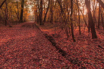Autumn scenery: road with red and gold foliage at sunset