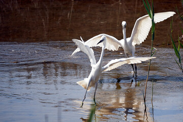 Two egrets about to take flight