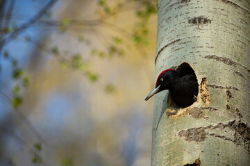 Bird nesting behaviour. Woodpecker with chick in the nesting hole. Black woodpecker in the forest. Wildlife scene with black bird in the nature habitat. Czech Republic. Wildlife. 